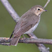 Swainson's Thrush